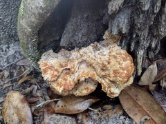 Piptoporellus soloniensis