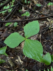 Trillium erectum