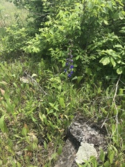 Delphinium treleasei