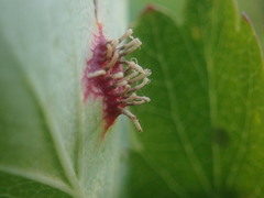 Gymnosporangium clavariiforme