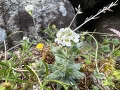 Draba incana