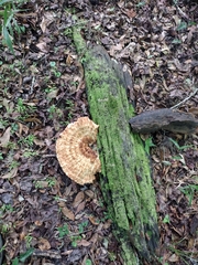 Piptoporellus soloniensis