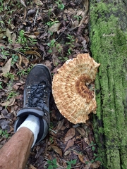 Piptoporellus soloniensis