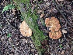 Piptoporellus soloniensis