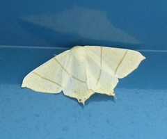 Ourapteryx sambucaria