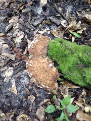 Piptoporellus soloniensis