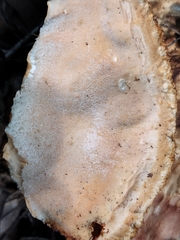 Piptoporellus soloniensis