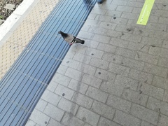 Columba livia domestica