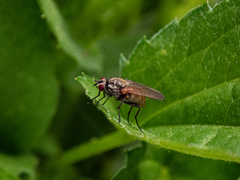 Hydrophoria lancifer