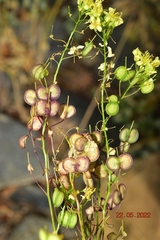 Biscutella auriculata