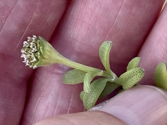 Lipochaeta integrifolia