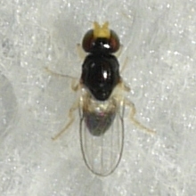 Liohippelates pallipes