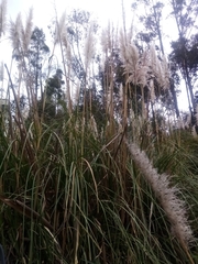 Cortaderia nitida