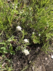 Antennaria anaphaloides