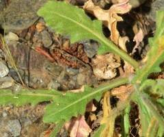 Biscutella auriculata