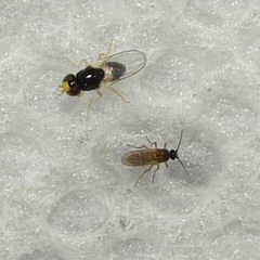 Liohippelates pallipes