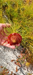 Protea pityphylla