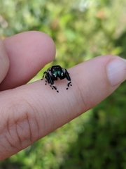 Phidippus workmani