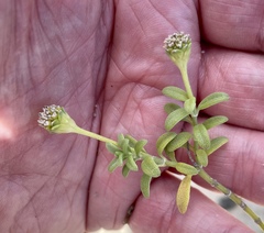 Lipochaeta integrifolia