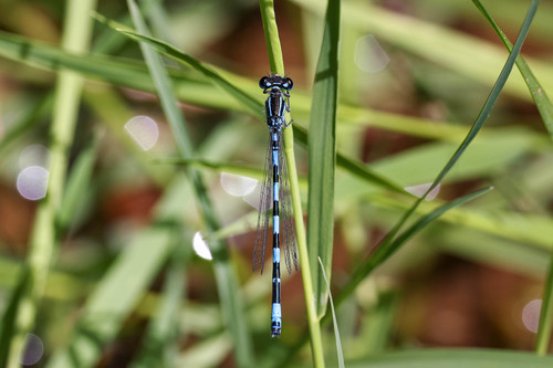 Southern Damselfly