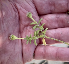 Lipochaeta integrifolia