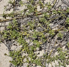 Lipochaeta integrifolia