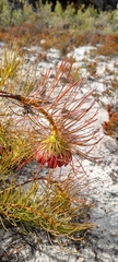 Protea pityphylla