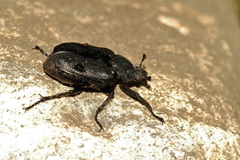 Osmoderma scabra