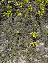 Lipochaeta integrifolia