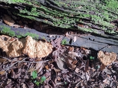 Piptoporellus soloniensis