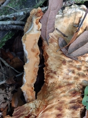 Piptoporellus soloniensis