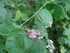 Episyrphus balteatus