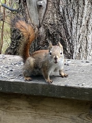 Tamiasciurus hudsonicus