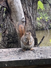 Tamiasciurus hudsonicus