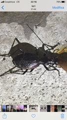 Carabus creutzeri