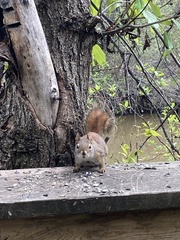 Tamiasciurus hudsonicus