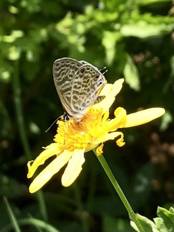 Licenide zebra
