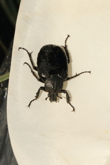 Osmoderma scabra