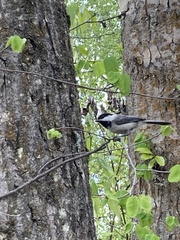 Poecile atricapillus