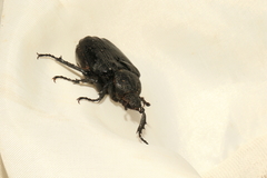 Osmoderma scabra