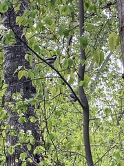 Poecile atricapillus