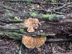 Piptoporellus soloniensis