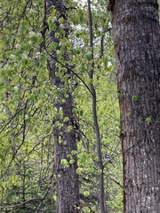 Poecile atricapillus