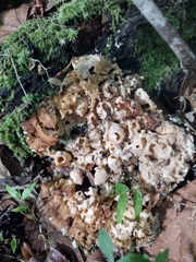 Piptoporellus soloniensis