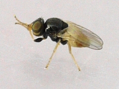 Malloewia abdominalis