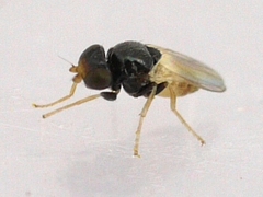 Malloewia abdominalis