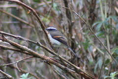 Ochthoeca rufipectoralis