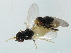 Malloewia abdominalis
