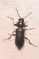 Enicopus ater