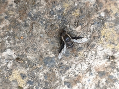 Exhyalanthrax simonae